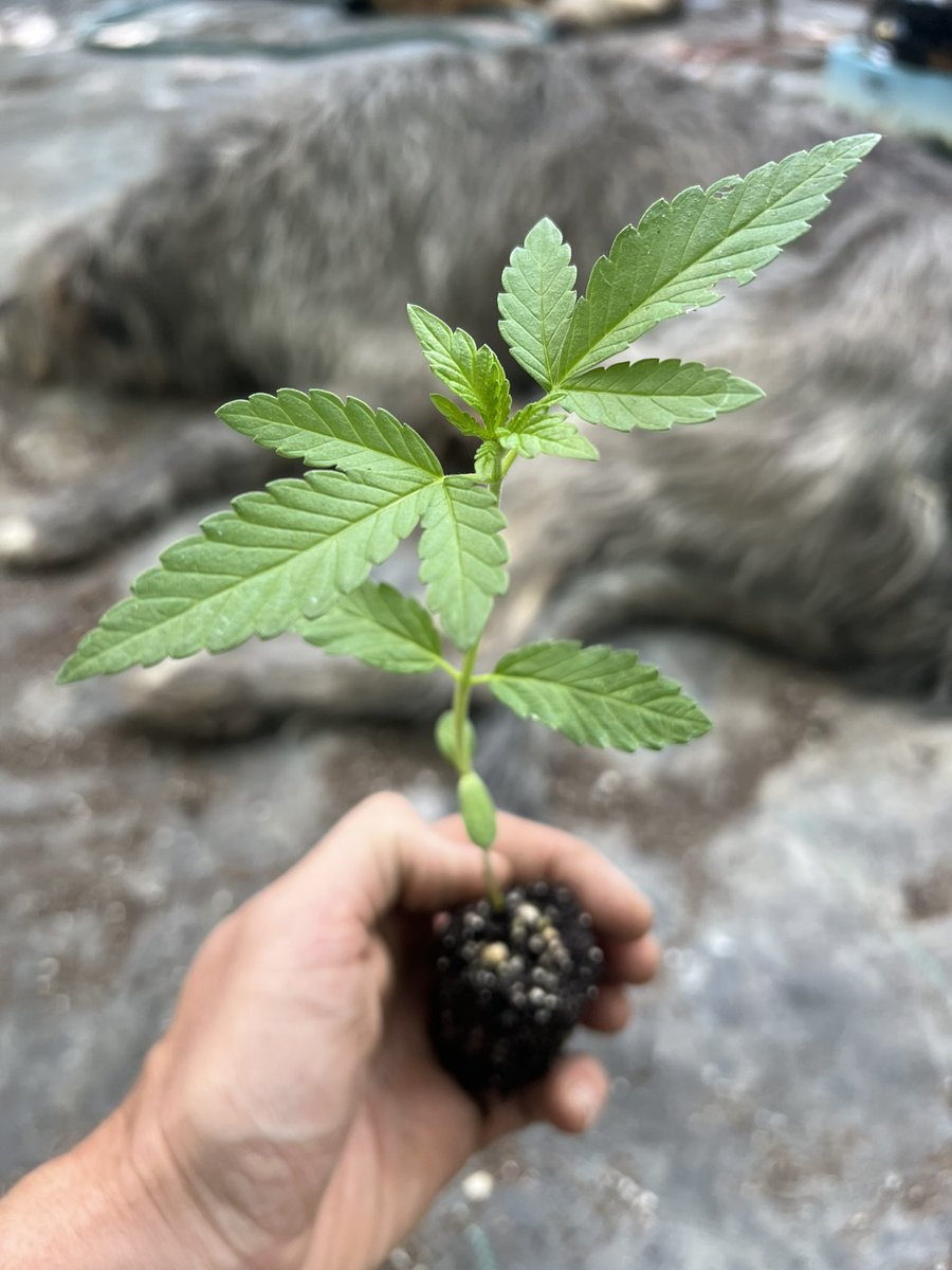 GalacticFarmer1's tweet image. The Force is strong in this one.
An original Galactic Farms cultivar: in a galaxy far far away, Black Pearl pollen drifted like stardust upon the wind. It floated through space and time, magnetically drawn to the sticky resins of the Sunset Sherbet, many many moons ago. Now…