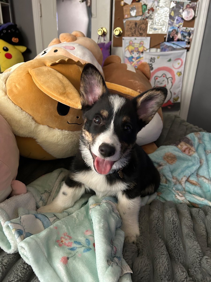 Koolaid_Girl23's tweet image. A pretty good one ✨🎂thank you all for the birthday wishes! Reno the puppy also thanks you