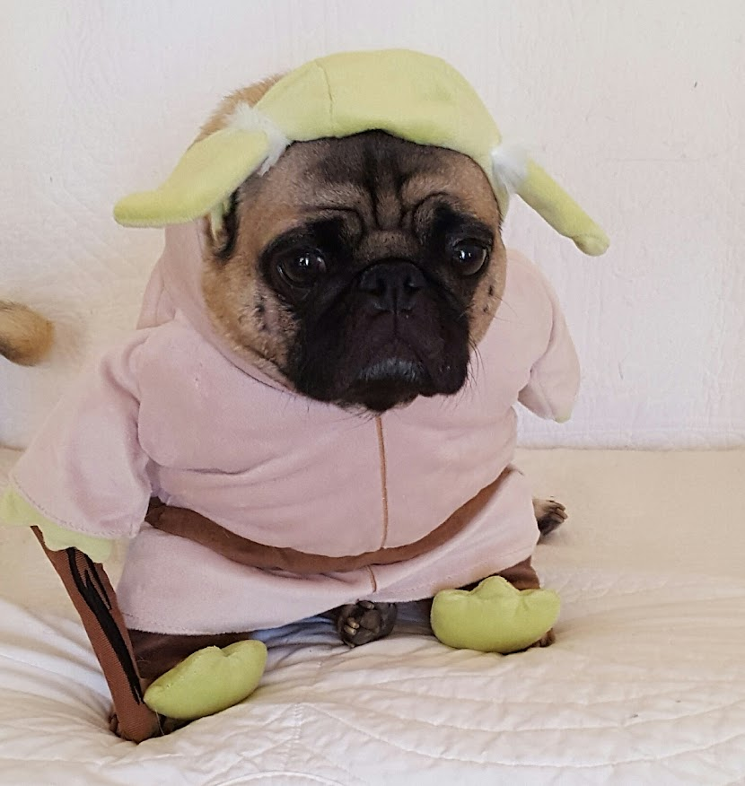 #MayThe4th 
Jack was the best Yoda