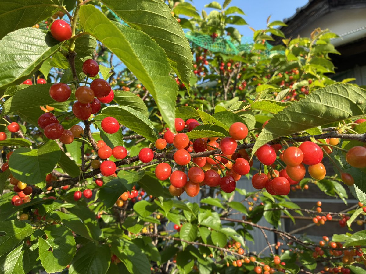 SinG_Sun3's tweet photo. 今年の実り🍒でございますദ്ദി(៸៸›ᴗ‹៸៸ ) https://t.co/SeF5bz6xW1