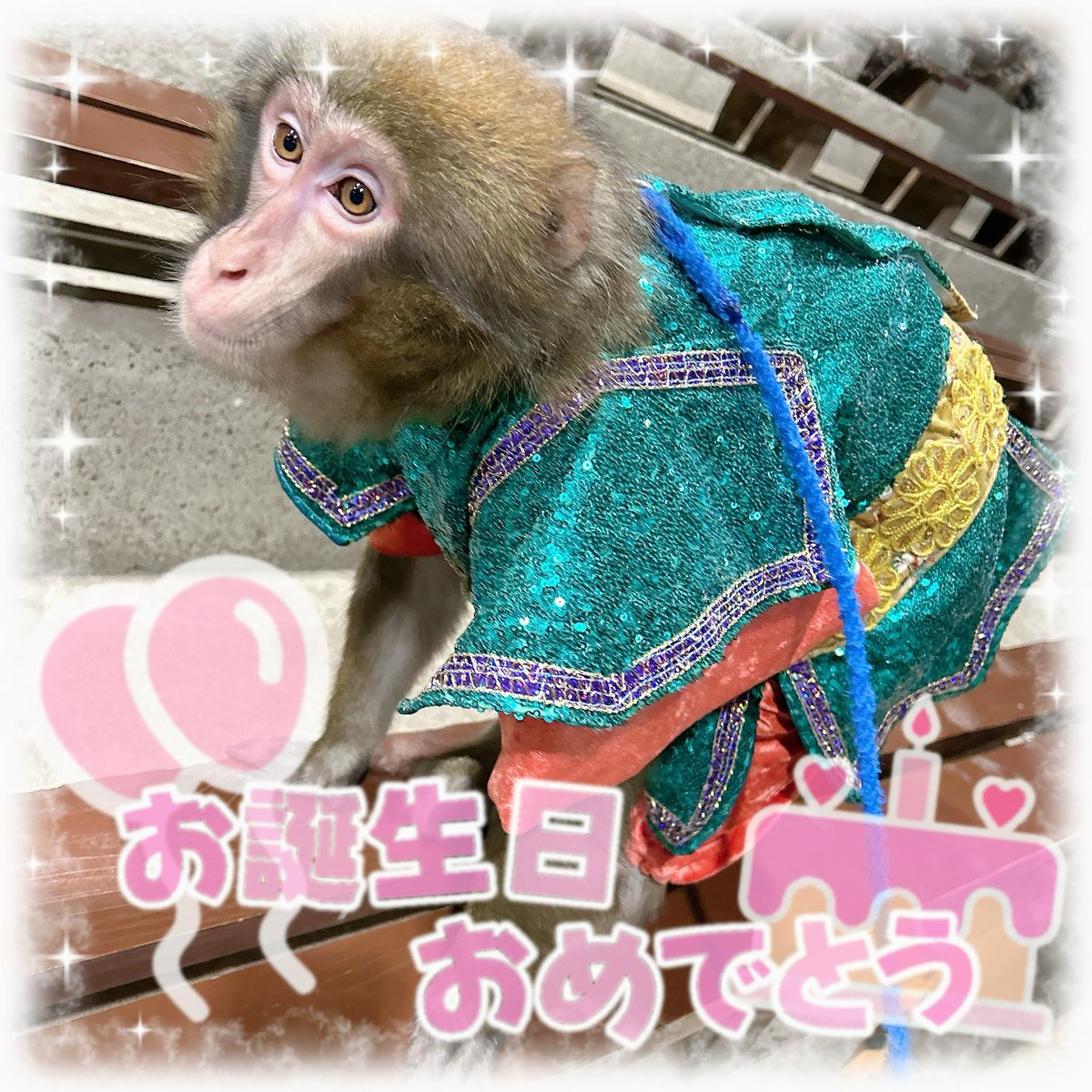 ルーちゃん💜
6歳のお誕生日おめでとう🎉

#プーキーズ