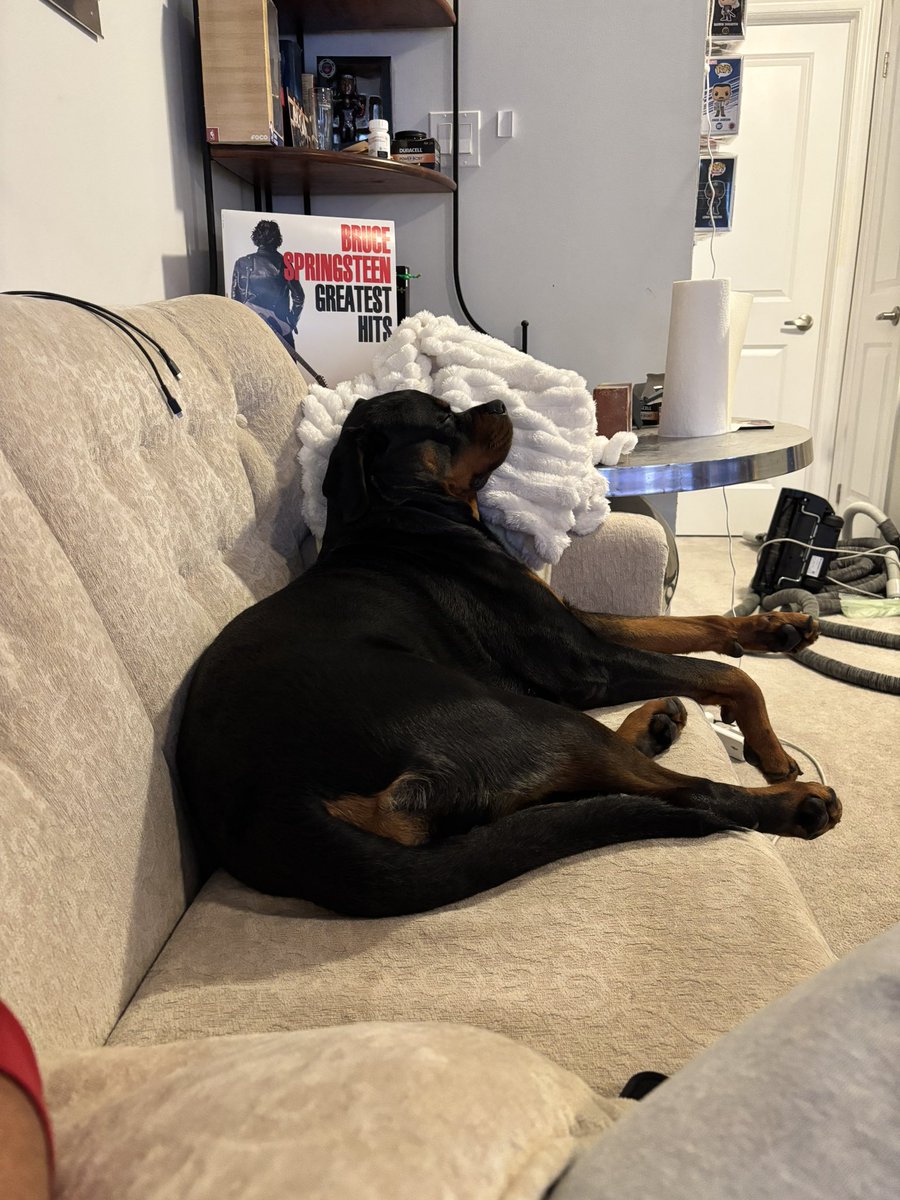 Having a Rottweiler is definitely an experience