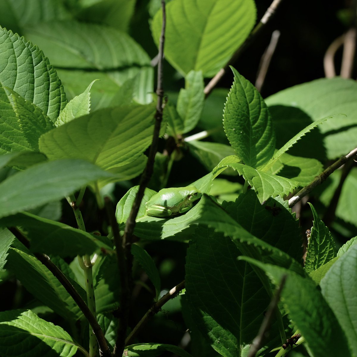 至福の日光浴

#アマガエル