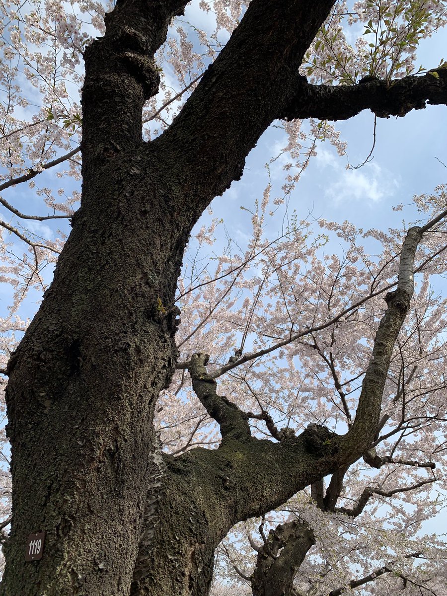 eri_Mzabeth's tweet photo. 一年越しに満開のNo.1119の桜を撮影できました🌸
やっぱり五稜郭公園の桜は美しい😍💕 https://t.co/K1qtSSiELq