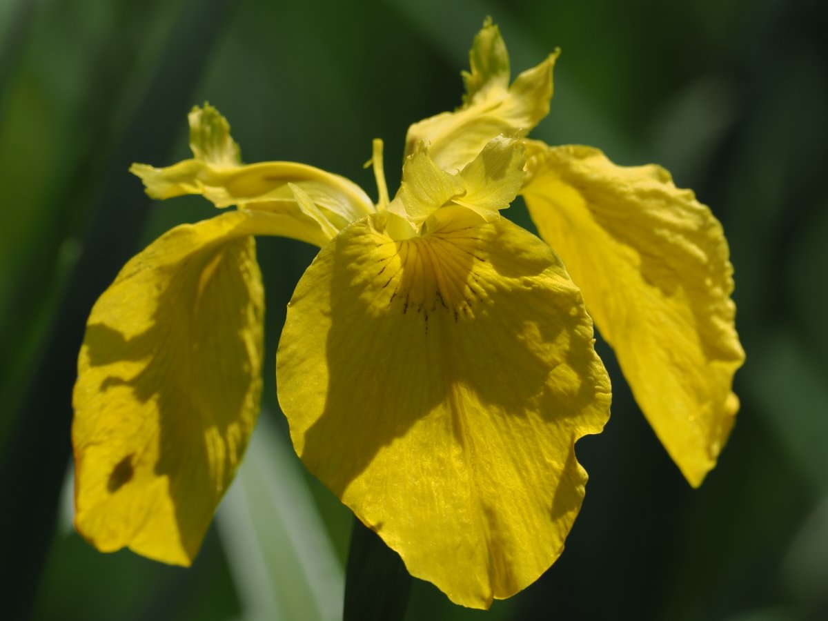 薩摩川内市高江では咲き始めかな
キショウブの花言葉は「幸せを掴む」
#キショウブ
#黄菖蒲