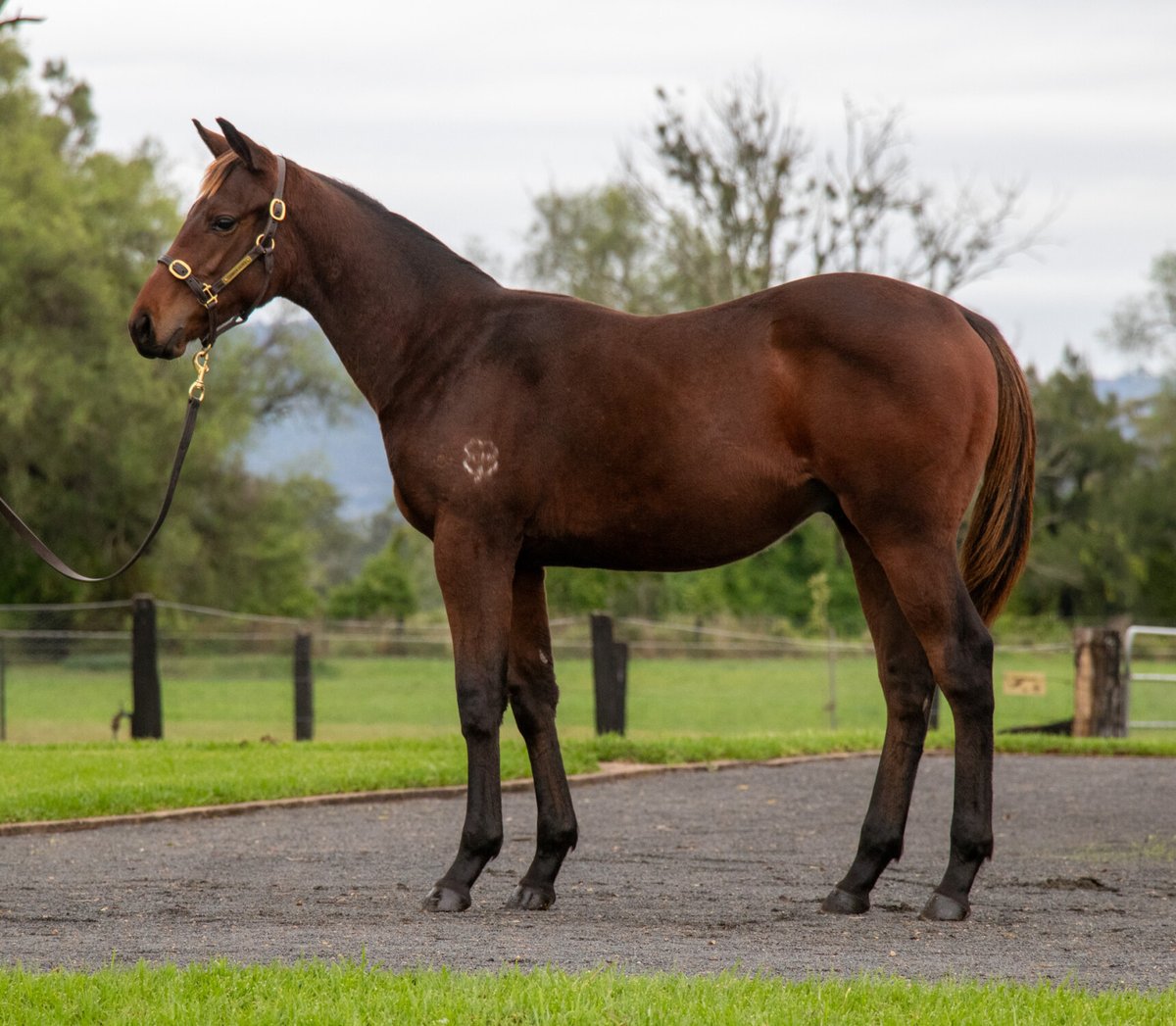 A huge two days ahead for the team with a host of lots to sell <a href="/inglis_sales/">Inglis</a> Weanling Sale commencing with;

🔹Lot 16: Pride of Dubai x November Gale colt
🔹Lot 54: Showtime x Prison Rules filly
🔹Lot 70: State Of Rest x Real Lust filly
🔹Lot 83: Too Darn Hot x Rockaroo colt