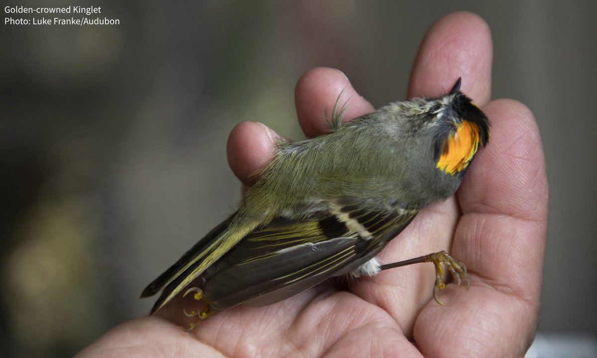 Audubon Society (@audubonsociety) on Twitter photo Each migration season, tens of millions of birds fly over the Mid-Atlantic. Tragically, many are killed when they become disoriented by artificial lights at night or collide with glass surfaces they can't see. Learn how you can help from <a href="/AudubonMidAtl/">Audubon Mid-Atlantic</a>: bit.ly/3EJNYID Each migration season, tens of millions of birds fly over the Mid-Atlantic. Tragically, many are killed when they become disoriented by artificial lights at night or collide with glass surfaces they can't see. Learn how you can help from <a href="/AudubonMidAtl/">Audubon Mid-Atlantic</a>: bit.ly/3EJNYID