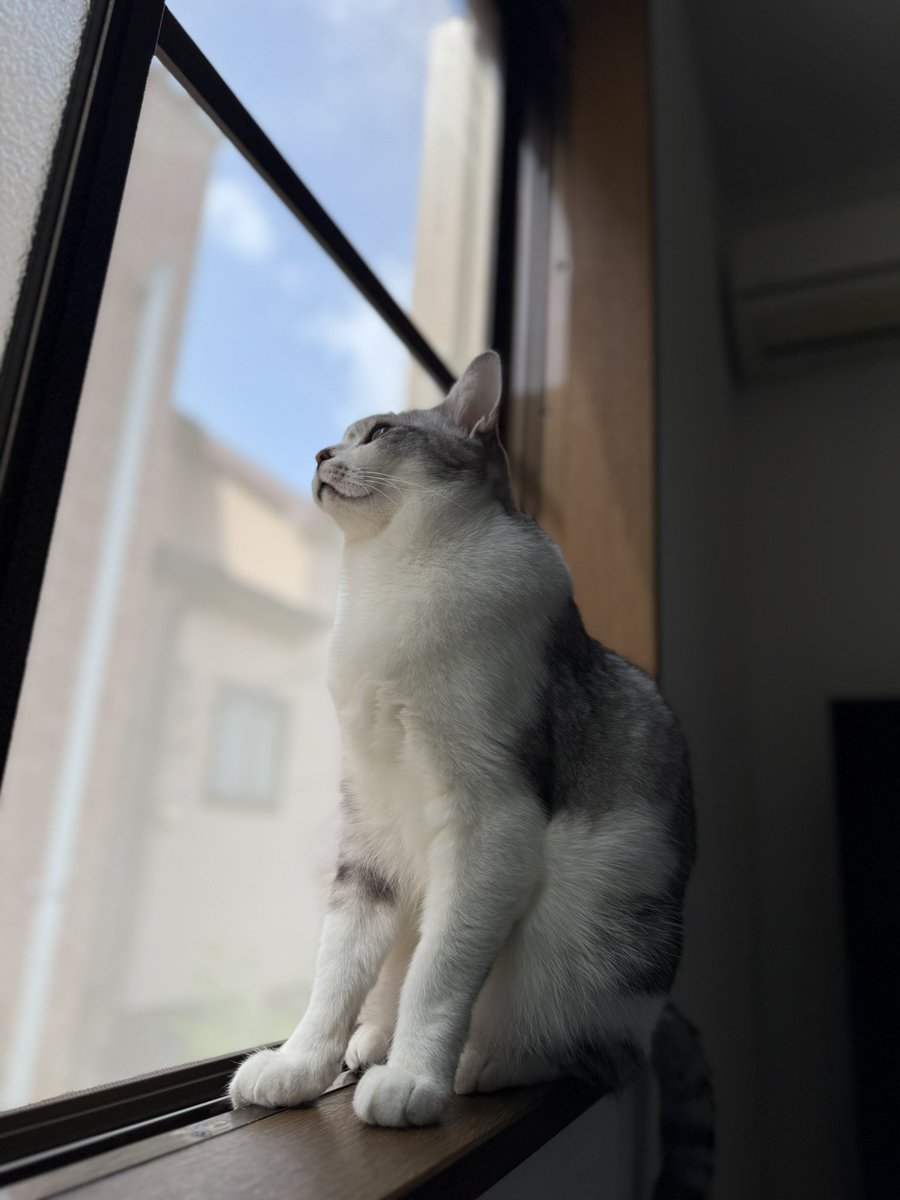 Sivapapa1's tweet photo. 今日も晴れて良かったね

#猫 #猫のいる暮らし #猫好きさんと繋がりたい #FIP #猫伝染性腹膜炎 #寛解 #ブルーム動物病院 https://t.co/KJS0I7OQO0