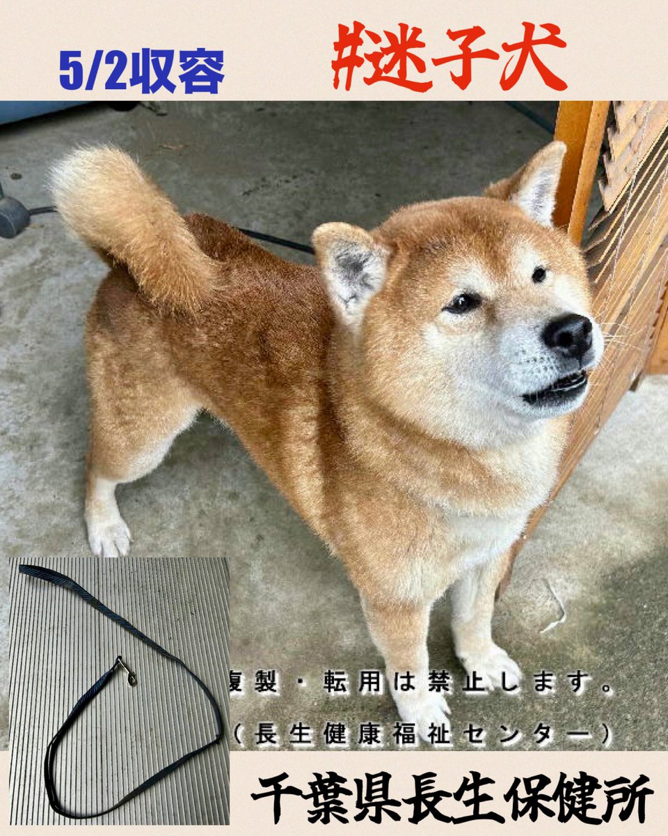 gollfe's tweet photo. GW中に家族探してますか💧
柴犬の男の子をお預かりしてますよ
心当たりがある方は協力お願い致します🙇🏼‍♀️🙏🏻

🆘千葉県収容犬情報-長生保健所
🚨収容期限5/14
🔹掲載番号cd0502
🔹5/2 白子町福島で保護
🔹柴犬・茶白・オス・中型
🔹青色布製首輪(星柄)リード付き
#迷子犬 #千葉県
https://t.co/8b7hcc2JzP https://t.co/Wp4LbDnEOB