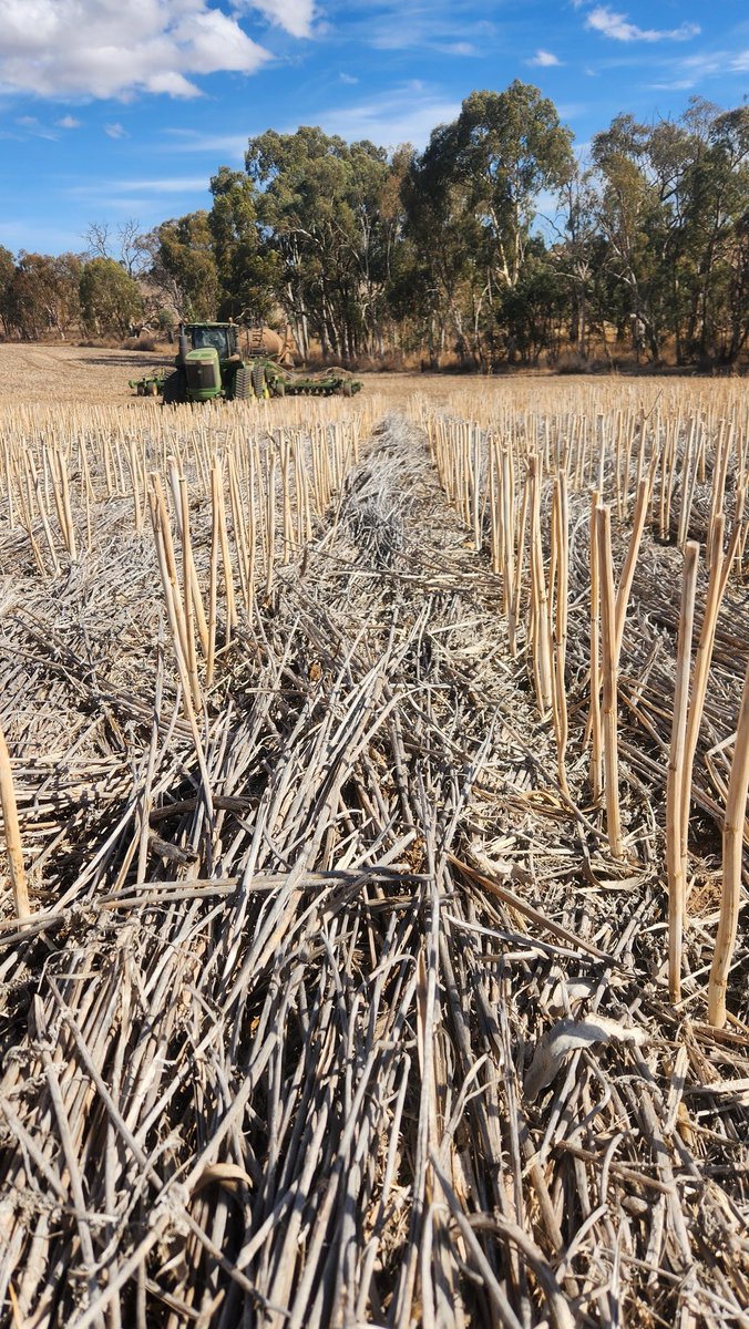 ZwarFarms's tweet image. Can't cycle residue without moisture. 2022 wheat stubble, was beans in '23 &amp;amp; canola in '24. 
Very pleased to have the cover though. Had some visitors a month ago &amp;amp; over coffee they asked why our farm was a grey colour when everything else is various shades of brown #residue