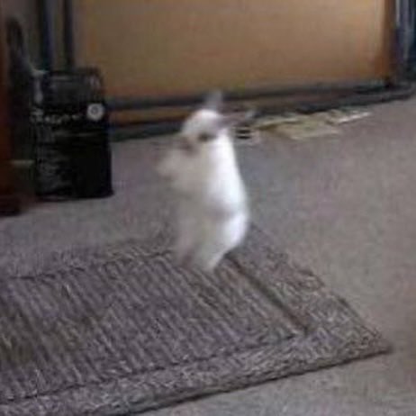 Bunnies (@bunnies) on Twitter photo 