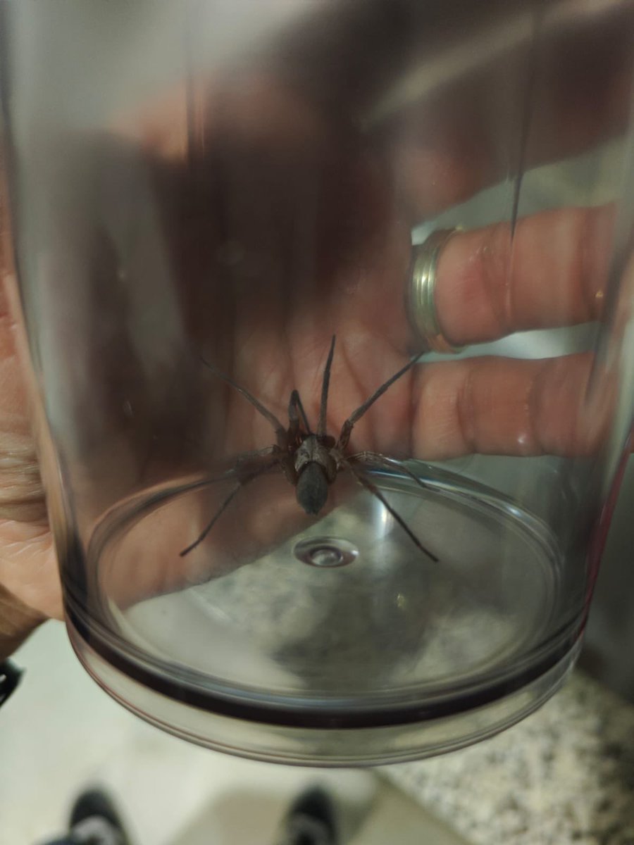 Joaquin Toriz tweet media