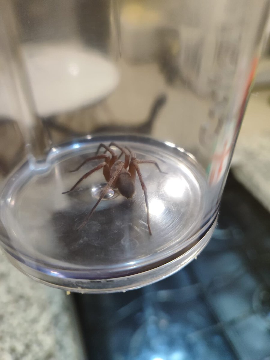 Joaquin Toriz tweet media