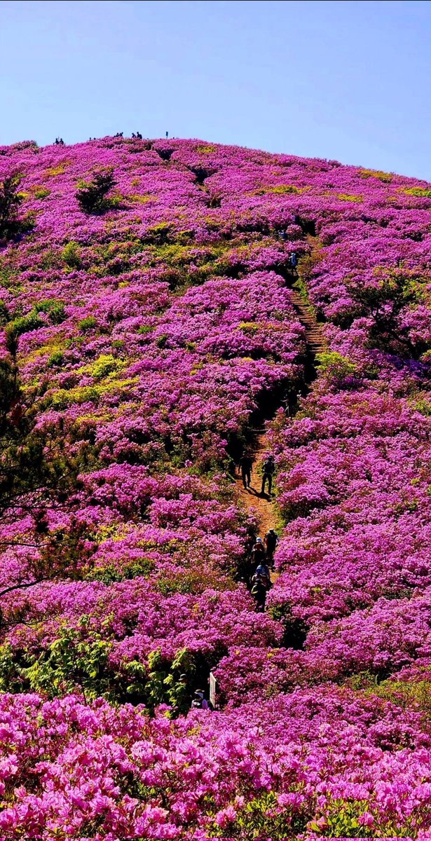 득량만 바닷바람을 머금은
일림산 철쭉 바다에 풍덩 빠져
종일 허우적거립니다.