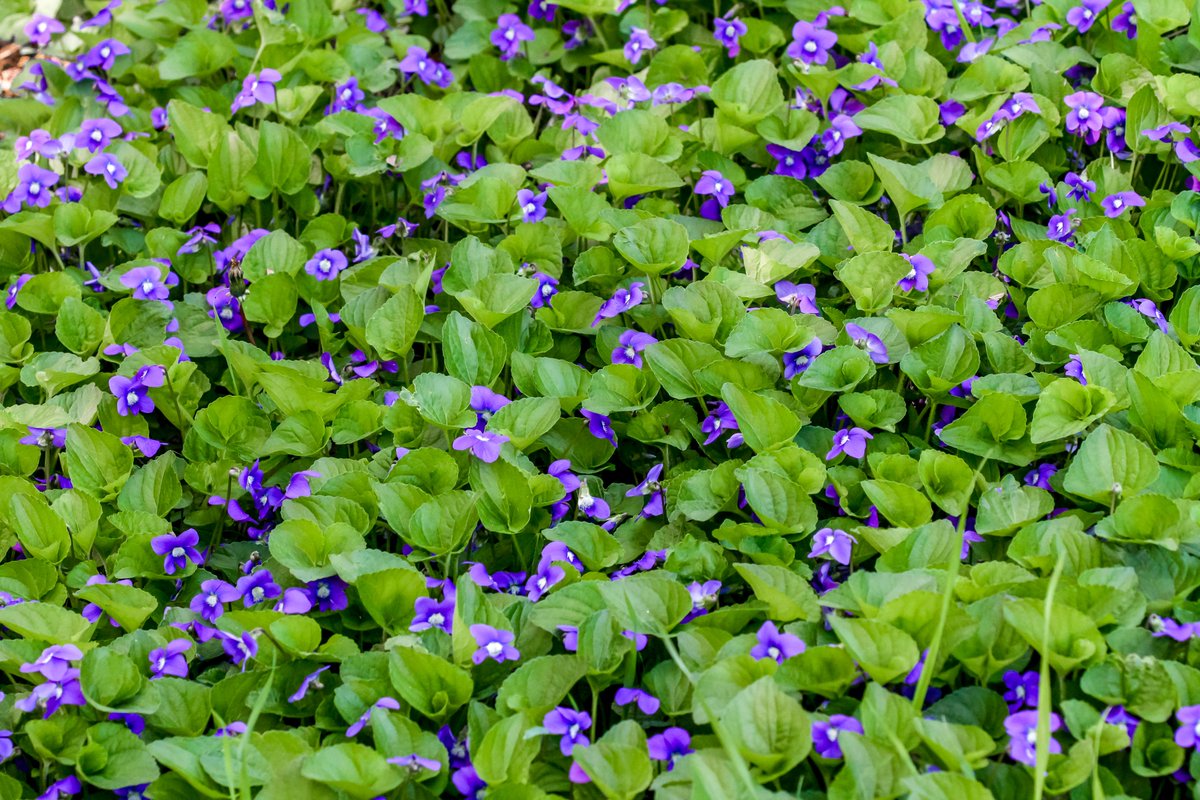 Scenes from the backyard this weekend. #dragonflies #bees #flowers #spring #Illinois #nature #photography