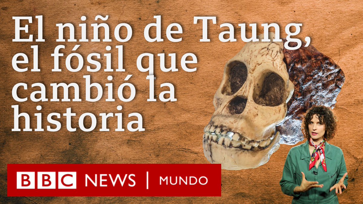 BBC News Mundo (@bbcmundo) on Twitter photo El niño de Taung es un fósil descubierto en 1924 que reveló que los seres humanos se habían originado en África. Los detalles de este descubrimiento los cuenta <a href="/LoreMotos/">Lorena Motos</a> en este video bbc.in/4m25BEi El niño de Taung es un fósil descubierto en 1924 que reveló que los seres humanos se habían originado en África. Los detalles de este descubrimiento los cuenta <a href="/LoreMotos/">Lorena Motos</a> en este video bbc.in/4m25BEi