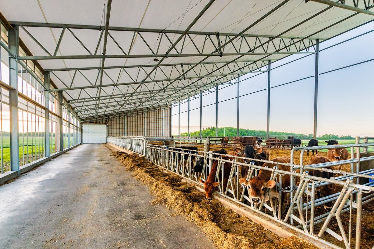 Our fabric roof barns offer a bright, naturally lit environment that supports healthier, more productive herds. 

With less reliance on artificial lighting and ventilation, farmers can also benefit from lower energy costs and a more sustainable operation.