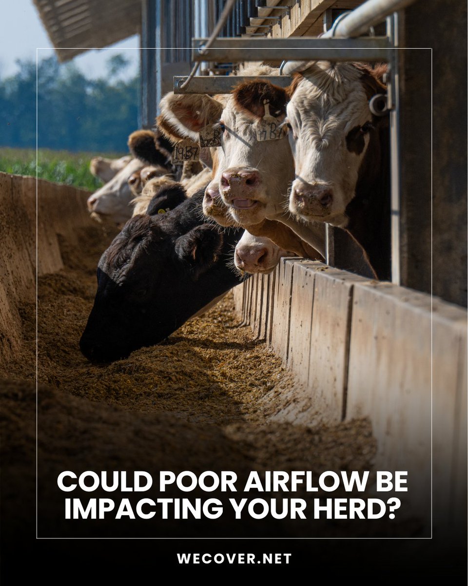 At WeCover, we understand how vital proper ventilation is to the success of your operation. Our fabric roof barns are designed with airflow in mind, helping you maintain healthier herds, reduce heat stress, and improve air exchange—without overcomplicating your infrastructure.