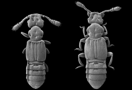 Zootaxa's tweet image. Two #newspecies of #Euplectini from #Ryukyu Islands, #Japan (#Coleoptera, #Staphylinidae, #Pselaphinae)
#taxonomy
doi.org/10.11646/zoota…