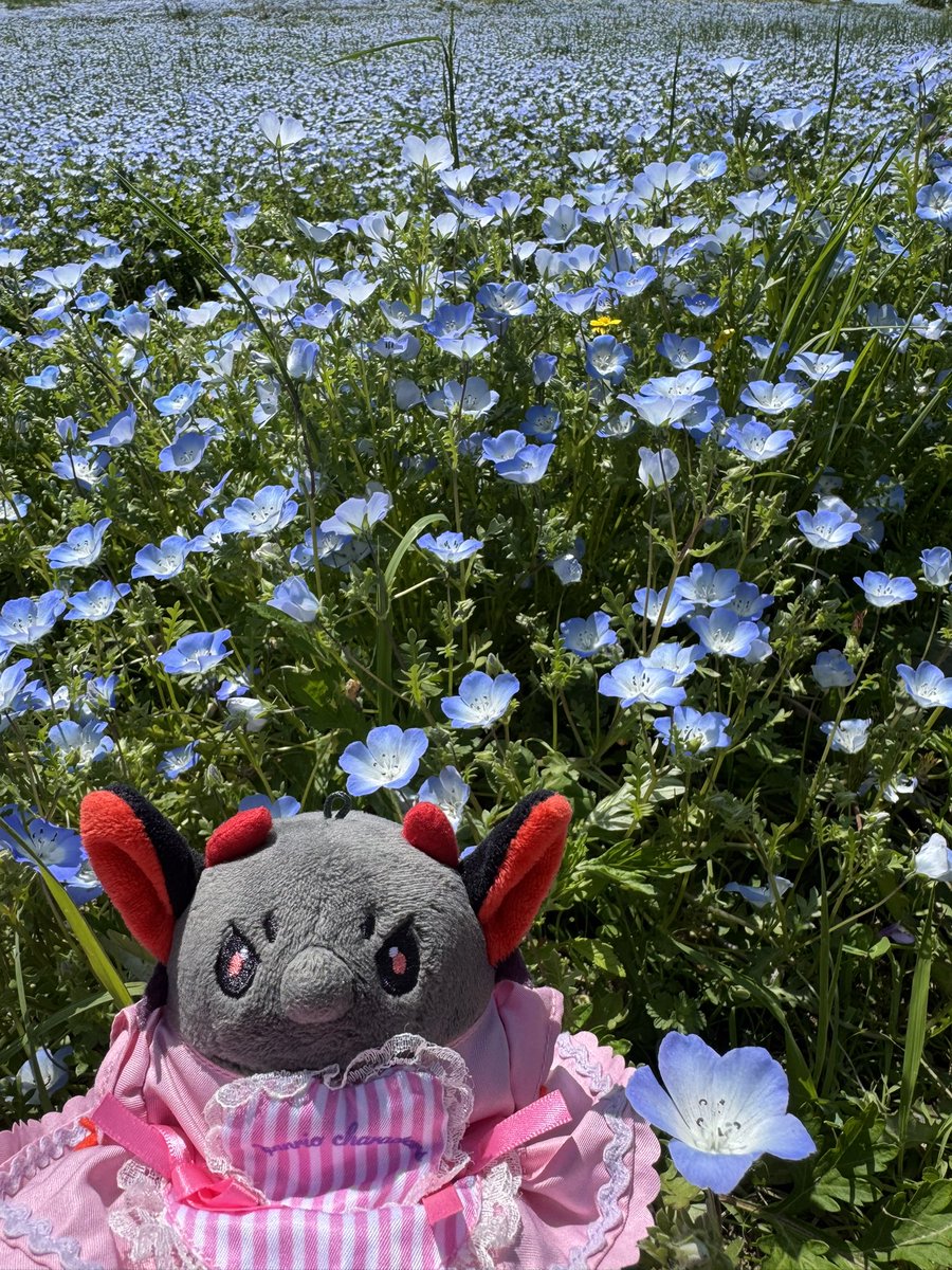 🌽🐓もっ3🦀🐓🌽 tweet media