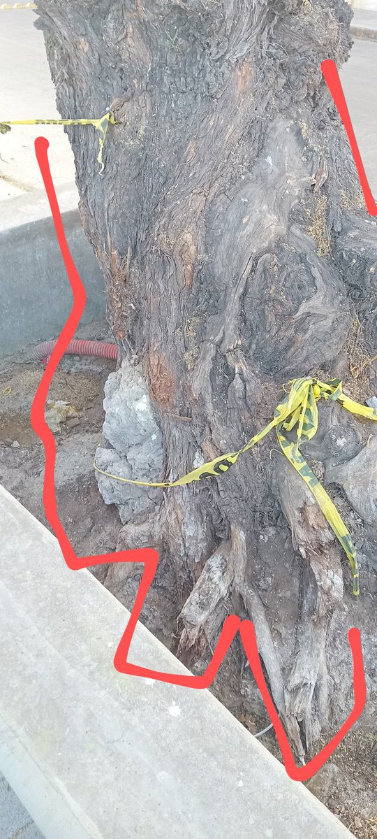 CAdoptaunArbol's tweet photo. #Irapuato
Blvd. Arandas  Café Bristo MON A LISA este espacio es banqueta, en el cuál había 2 cajetes para árboles, ¿y el espacio de los árboles qué estaban antes que todos estos negocios? Dañaron raíces  del mezquite con la jardinera
@LibiaDennise @aguagobgente https://t.co/krW0vWVqMp