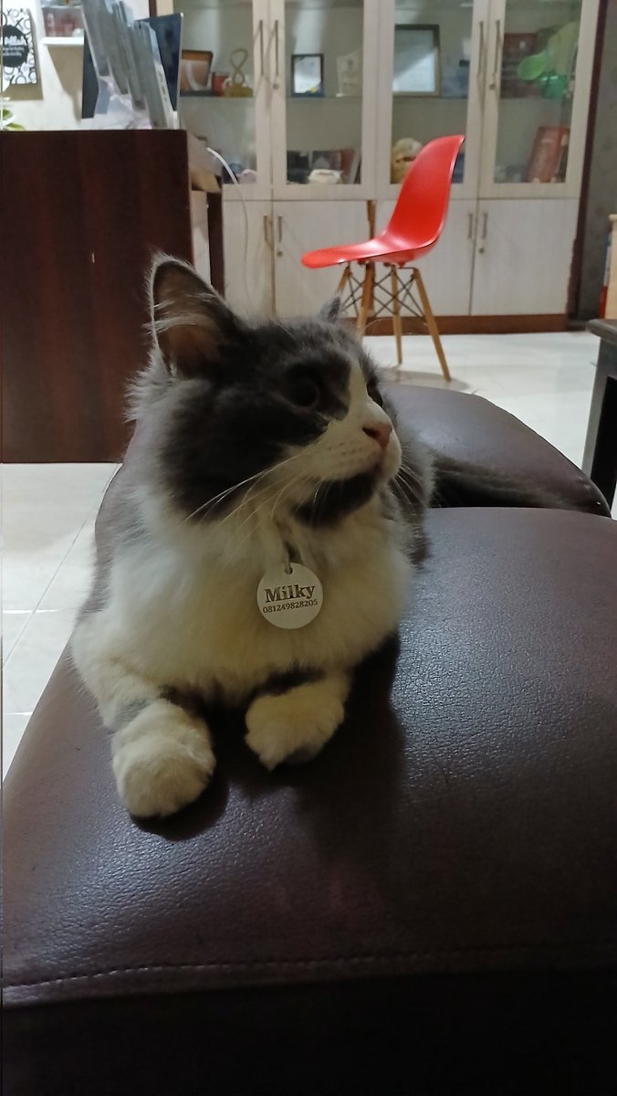 Acaaa816's tweet photo. guys open adopt, namanya milky, bulan depan umur setahun, manja banget parah, masih suka main banget, dom bandung, mo tanya tanya dm aja yaa, bermahar ya guys, nanti aku kasih sisa dry food, litter box, sama tempat cakaran nya dia https://t.co/8ezmFsLriu