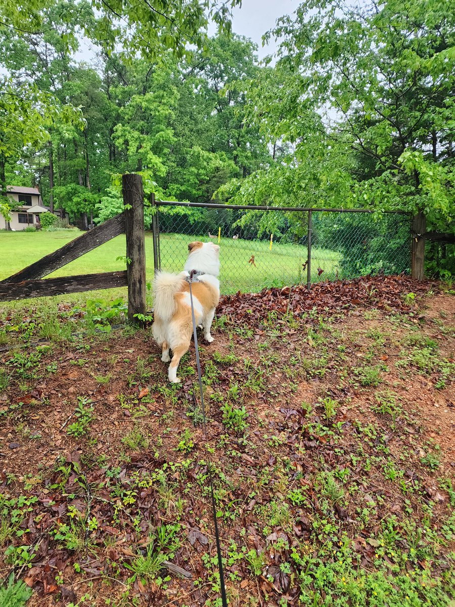Waylon is deer spotting. I'm just peeing on a bush.