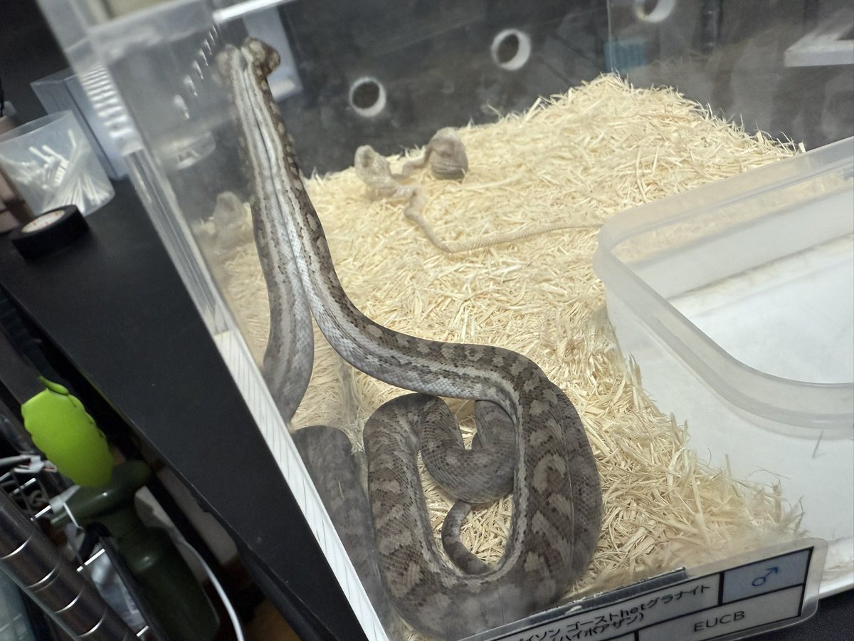 仕事前にみたらアザンとゴーストも脱いでた！
綺麗に脱げてるし良かった良かったー