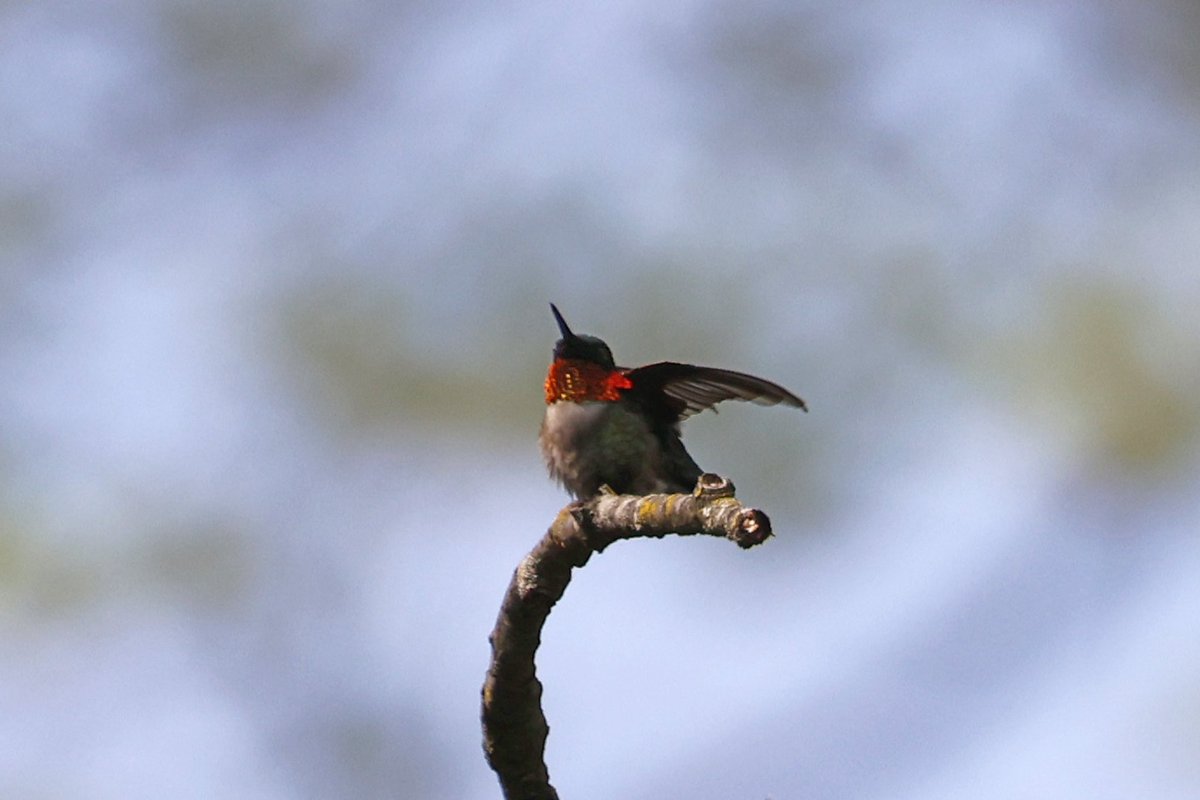 LeoPM20's tweet photo. My First Ruby-throated Humming bird in 2025 #hummingbirds #rubythroated #rubythroatedhummingbirdphotos #brooklyn #prospectpark https://t.co/3rNiOnrdtI