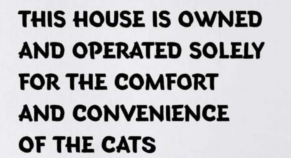 The Odd Cat Sanctuary tweet media