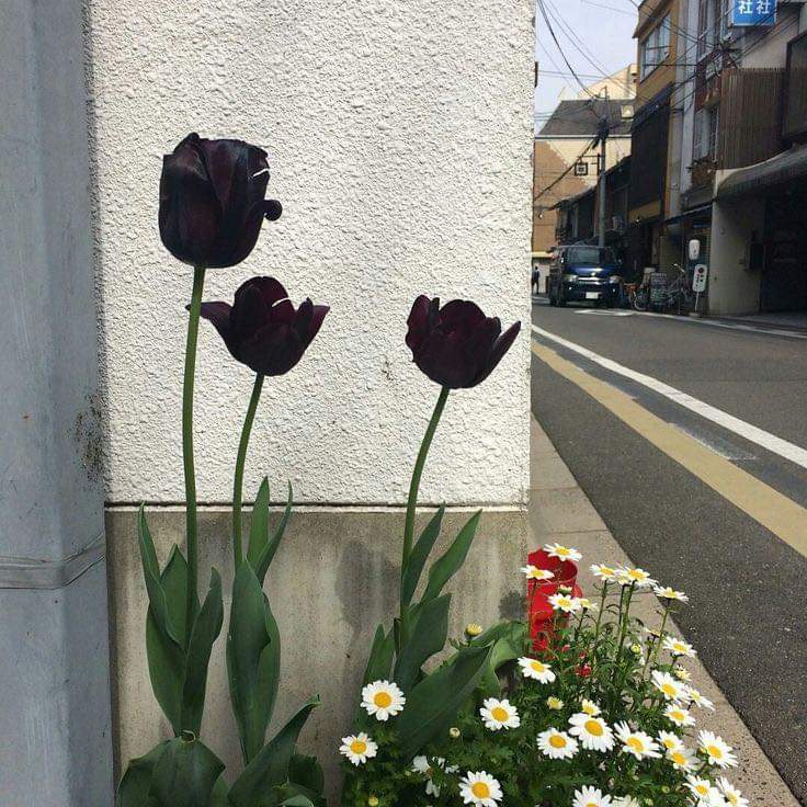 sunflow23002724's tweet photo. สุดท้ายไม่ว่าโลกจะสวยงาม��รือโหดร้าย เราก็ต้องใช้ชีวิตอยู่ดี โลกมันหมุนตลอดเวลา วันนี้เราอาจจะอยู่ด้านแย่ แต่เดียวเราจะได้เจอด้านดีๆ.🍃✌🏻 https://t.co/lVVIerHfo2
