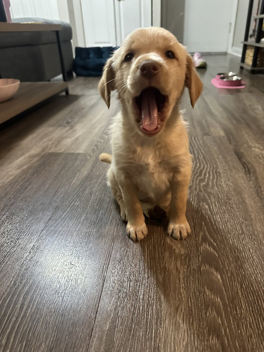 Me and Jenna decided we are ready for another puppy!

Meet Sally!!!!!! 🐶🐶

7 1/2 weeks old, she’s half husky and half britany spaniel