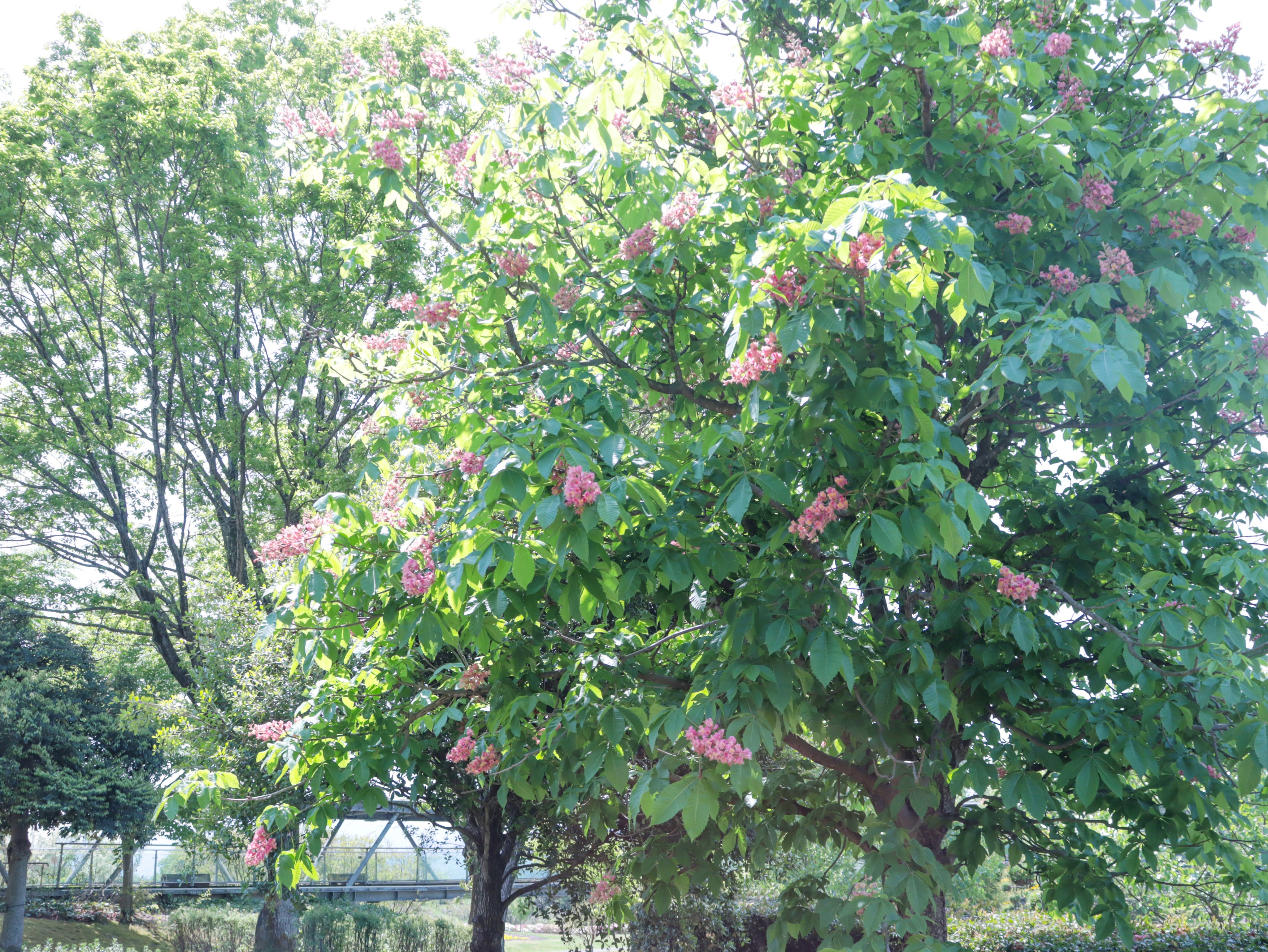 トコシエコウの花畑 10月中旬〜11月上旬】淡路島のコスモス畑。あわじ花さじき – The