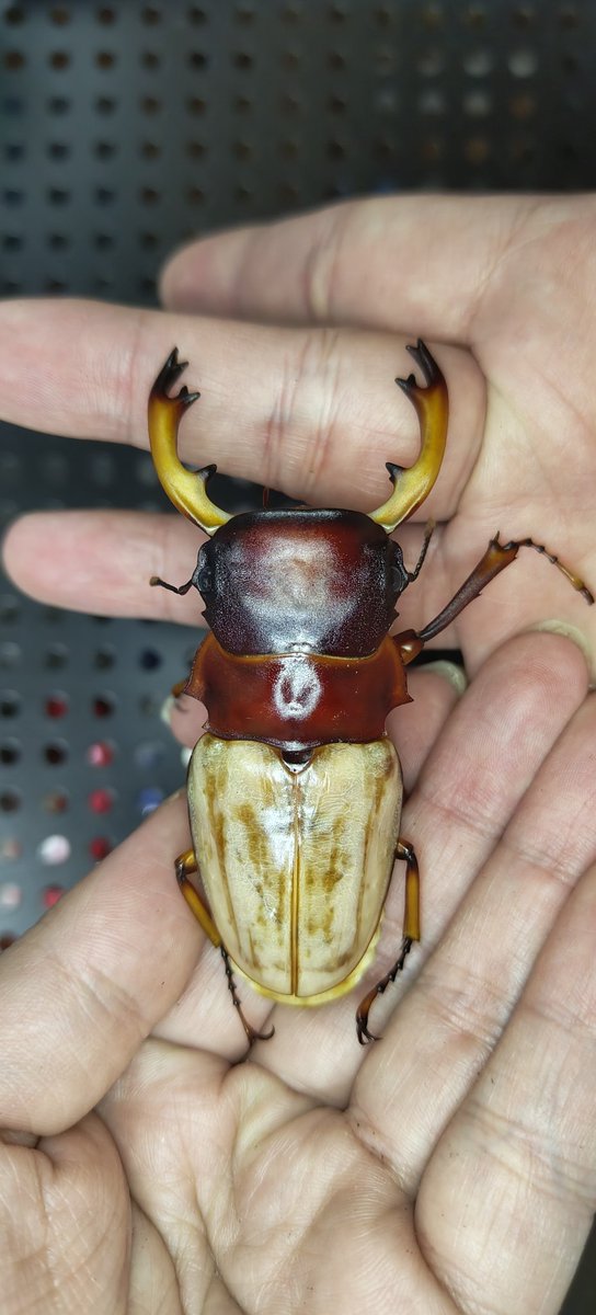 ボルネオフェモラリス
大歯 84~86 くらい
顎かっこいいですね。でも鞘翅の紋様が少し残念です。 