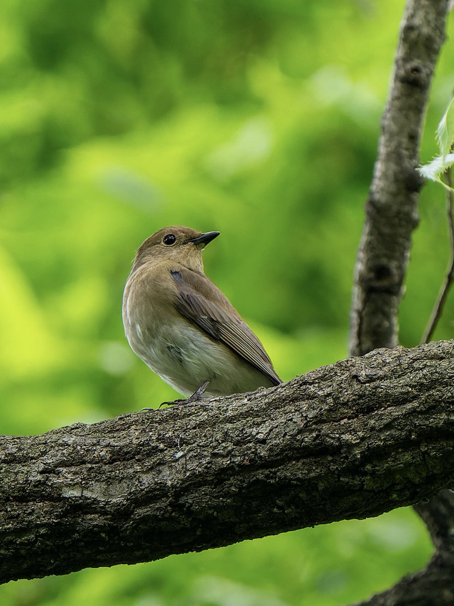 オオルリのメスタイプ
山に行っても会えなかったのに、家から徒歩圏内の公園で会えてしまうという…