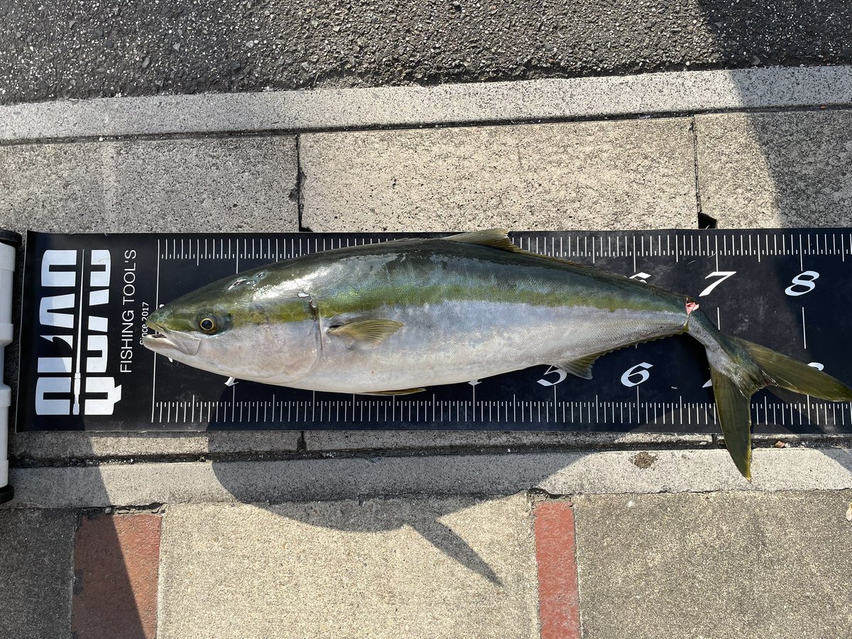 kent8beat's tweet photo. 1週間ほど前になりますがブリを釣りました。

#グリッサンド72 https://t.co/Lx9vgSr0Ql