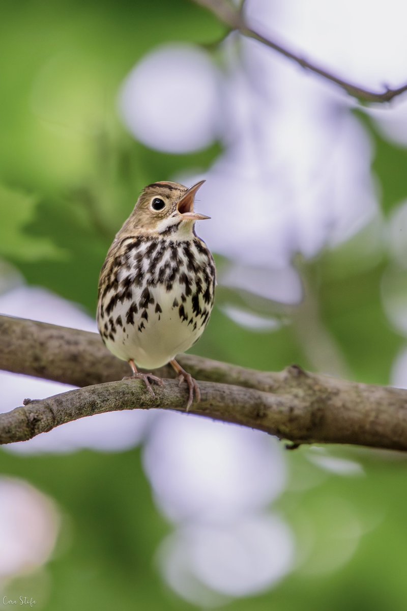 Cara Stofa (@carastofa) on Twitter photo This ovenbird had a lot to say today at Fort Tryon Park! <a href="/BirdCentralPark/">Manhattan Bird Alert</a> #birdcpp #wildlifephotography This ovenbird had a lot to say today at Fort Tryon Park! <a href="/BirdCentralPark/">Manhattan Bird Alert</a> #birdcpp #wildlifephotography