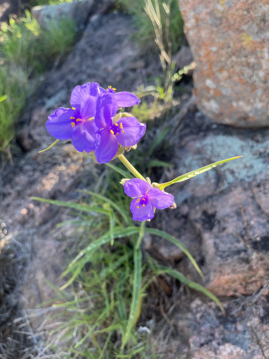 “Serene Light, shining in the Ground of my being, Draw me to yourself, Draw me past the snares of the senses, the maze of the mind, Free me from symbols, from words, That I may discover ..The Word Unspoken, In the darkness, That veils the ground of my being. - Byzantine Prayer