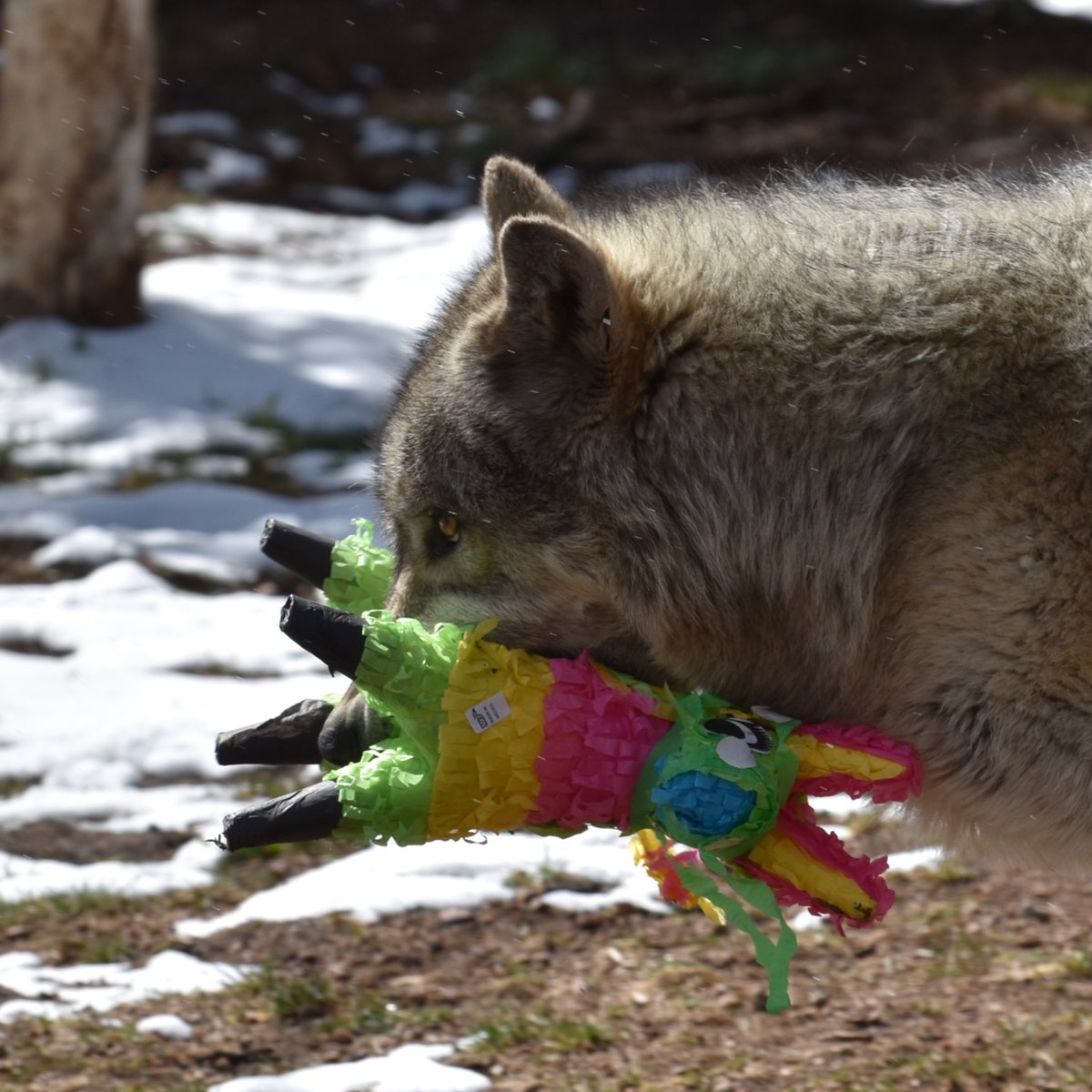 Wolves_at_CWWC's tweet image. Good morning and Happy Cinco De Mayo! 

#Wolf #Wolves #CWWC #ColoradoWolfAndWildlifeCenter #Education #Conservation #Preservation #NonProfit #AZA #Wildlife #FYP