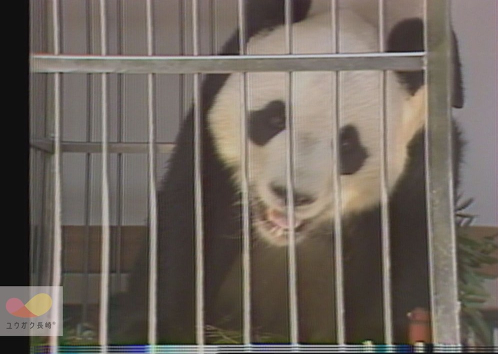 昭和56年（1981）5月 長崎市松山町の 「旧長崎国際体育館」に やってき