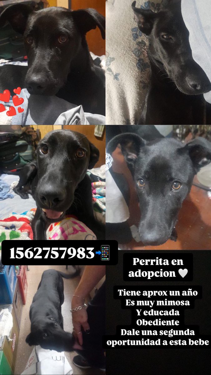 Soolciitoo17's tweet photo. ADOPCION O TRANSITO 🚨 La encontramos el miércoles no nos la podemos quedar, es ideal para el que no quiere educar a un cachorro, esta super educada obediente y lo más importante ES UN AMOR 
Una segunda oportunidad para esta bebe 😭  PORFA RT 
1562757983 
1555261711 https://t.co/aFYGYfAoyy