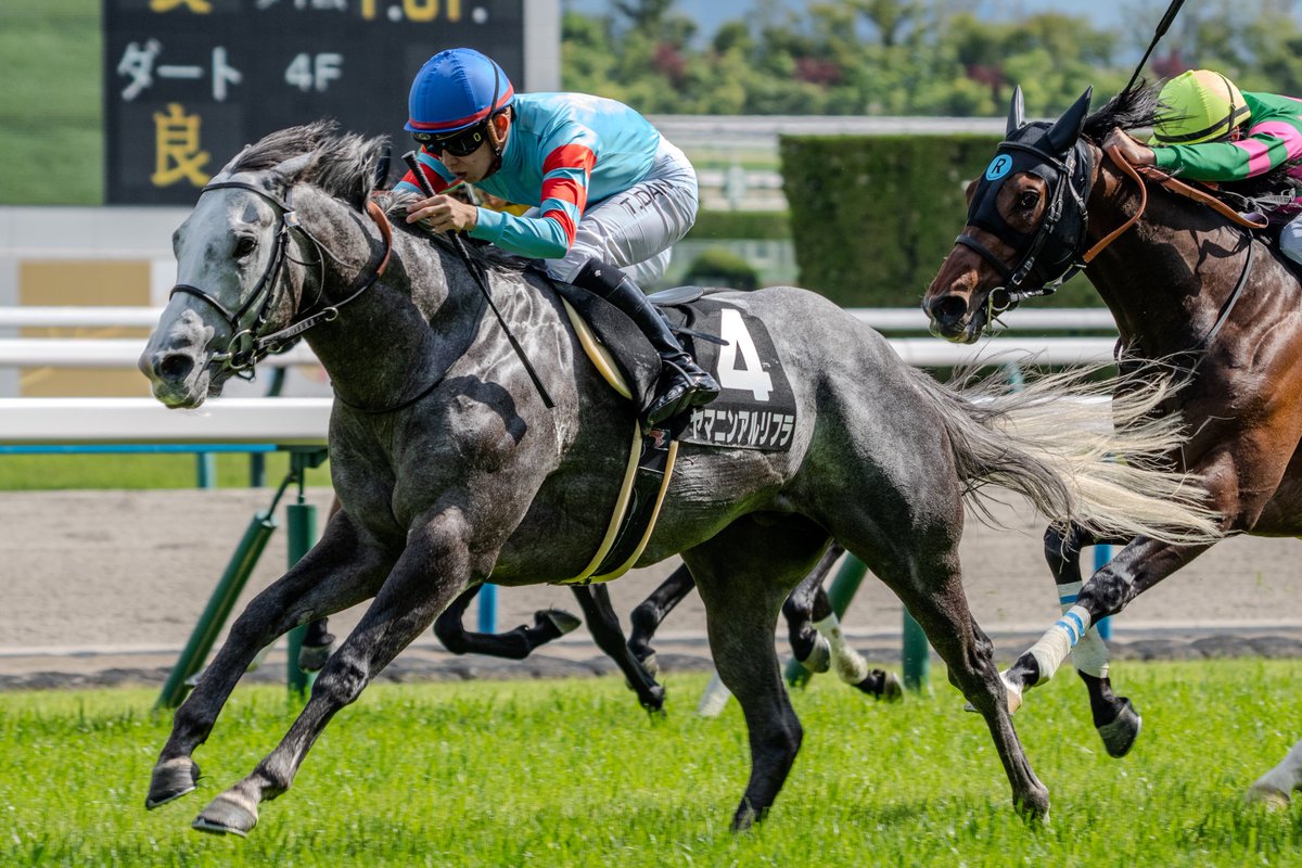 mosan_tk's tweet image. 2025.5.4. 京都競馬場 10R 淀ステークス
#ヤマニンアルリフラ #団野大成