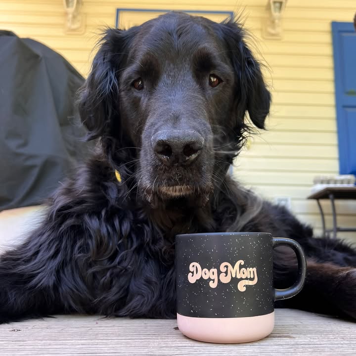 The kind of love that’s always waiting at the door when you come home 🏡🐶❤️ #dogmom bit.ly/4cWcq5H