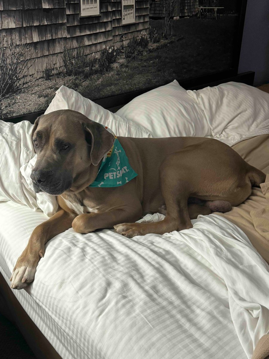 This little chap (a mere 127 pounds) is named King.

He adores kids, loves dogs (was raised with a Shih Tzu,) and is affectionate with all humans.  He has a terrific sense of humor!

He lives in Manhattan and is looking for a foster ma or pa for a month or two.....