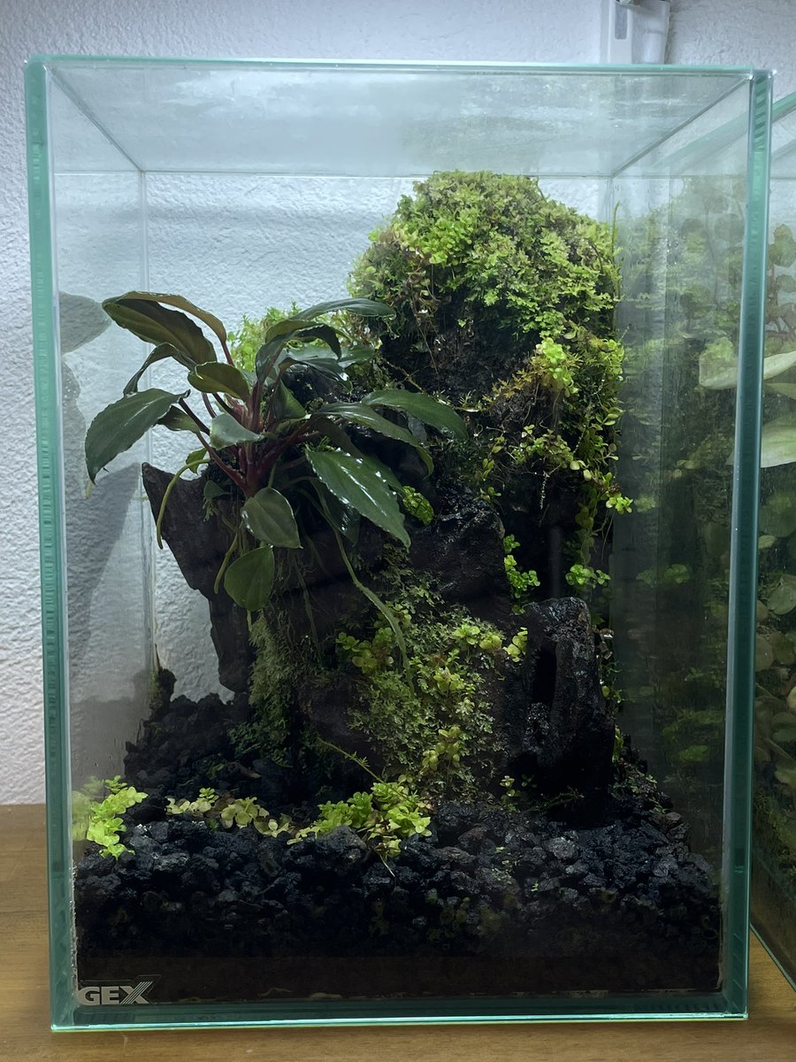 ちょっとハートに見える！（無理矢理）

#パルダリウム愛好会