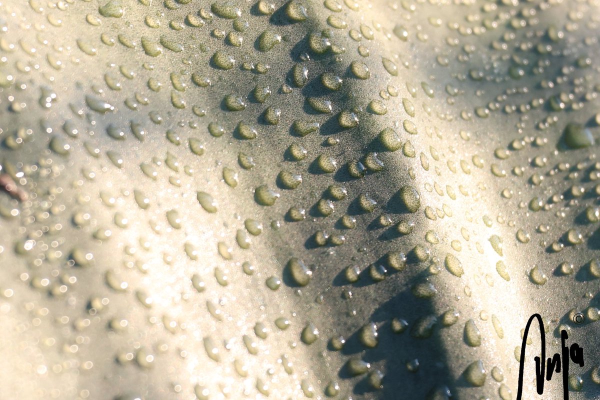 Dew
#photography #nature #outdoors #garden #goedemorgen