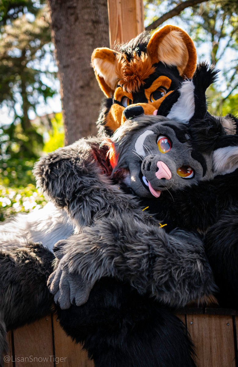 The best.. just chillin' on a friend lap 🥰✨
With the adorable <a href="/DoggoTia/">TIA</a> 

📸: <a href="/LisanSnowTiger/">Lisan | @LisanSnowTiger.bsky.social</a>