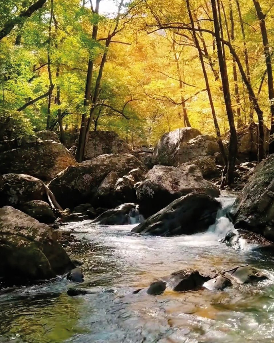 It’s May – which means Black Summer truffle-hunting season is underway ✨

 #BlackSummerTruffles #TruffleHunting #ItalianTruffles #GourmetCheese #TruffleTrove #TruffleSeason #LuxuryFood #snowdoniacheese #snowdoniacheesecompany #trufflecheese