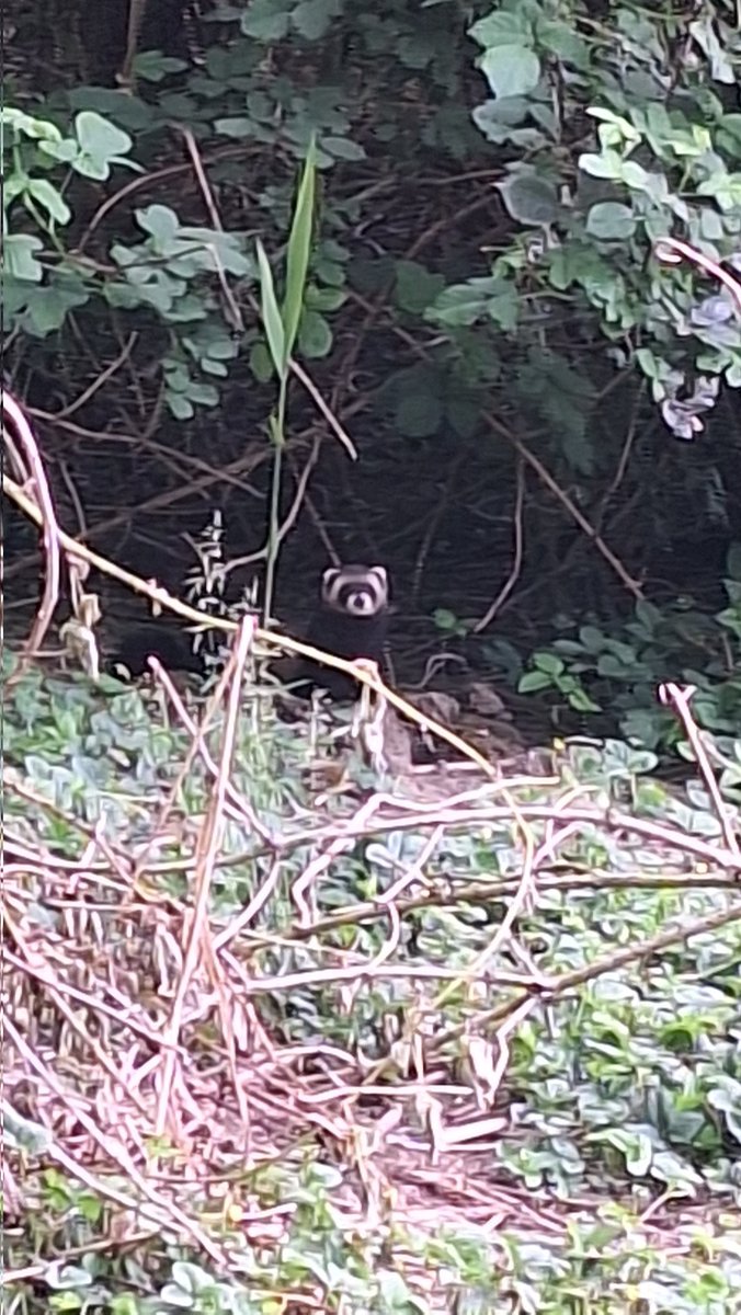 Spot de #bunzing, Wisentbos #Dronten <a href="/VroegeVogels/">Vroege Vogels</a>