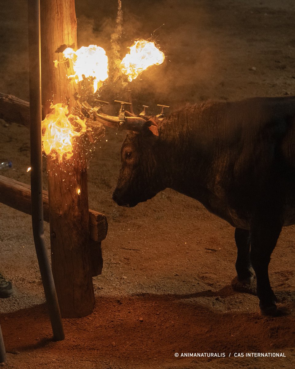 AnimaNaturalis (@animanaturalis) on Twitter photo 🇪🇸🐂👏 ¡El Ayuntamiento de Alicante elimina el #ToroEmbolado de la feria de Hogueras!
Aplaudimos esta decisión del <a href="/alicanteayto/">Ayuntamiento Alicante</a> y les animamos a seguir avanzando en materia de bienestar animal, eliminando también las corridas de toros de sus fiestas. Por unas 🇪🇸🐂👏 ¡El Ayuntamiento de Alicante elimina el #ToroEmbolado de la feria de Hogueras!
Aplaudimos esta decisión del <a href="/alicanteayto/">Ayuntamiento Alicante</a> y les animamos a seguir avanzando en materia de bienestar animal, eliminando también las corridas de toros de sus fiestas. Por unas